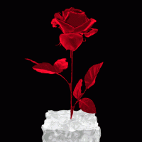 /album/resim-galerisi/tumblr-mekn6vbzki1rf089no1-500-gif/